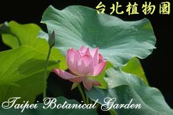 荷花，花朵與葉子的圖片