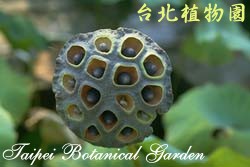 荷花，果實的圖片