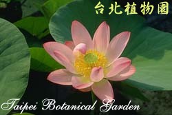 荷花，花朵的圖片