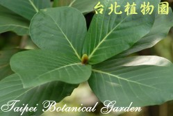 欖仁舅，葉子的圖片