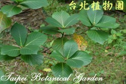 欖仁舅，整株的圖片