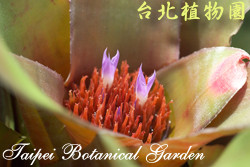 端紅鳳梨，花與葉的圖片