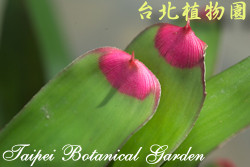 端紅鳳梨，葉的圖片(綠葉末端帶有紅色)