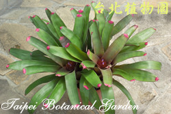 端紅鳳梨，整株的圖片(由上而下拍攝)