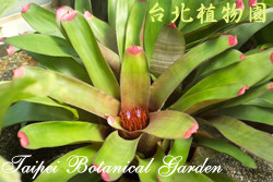 端紅鳳梨，花與葉的圖片(由上而下拍攝)