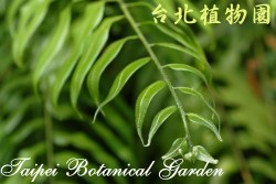 長葉腎蕨，葉子的圖片