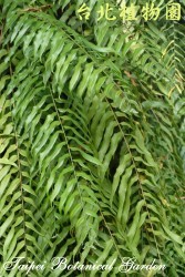 長葉腎蕨，葉子的圖片