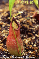 豬籠草，葉籠的圖片