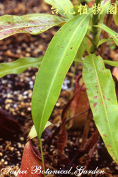 豬籠草，葉子的圖片