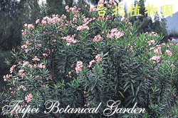 夾竹桃，全株的圖片