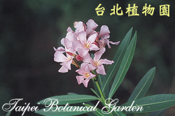 夾竹桃，花朵與葉子的圖片