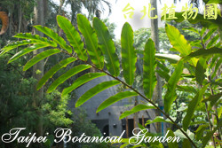 火炬薑，葉子的圖片