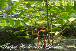 火炬薑，樹的圖片