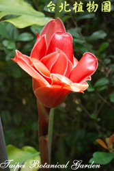 火炬薑，花朵的圖片