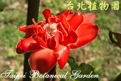 火炬薑，花朵的圖片