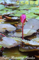 紅花睡蓮，花朵的圖片