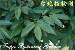 臺灣紅豆樹，葉子的圖片