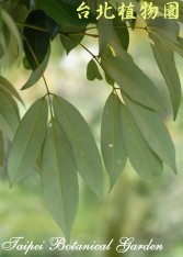 臺灣紅豆樹，葉背面的圖片