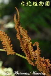 粗齒革葉紫萁，孢子囊群的圖片