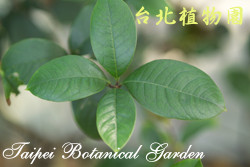 桂花，葉子的圖片