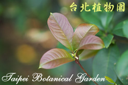 桂花，葉子的圖片