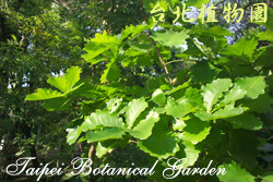 槲樹，葉子的圖片