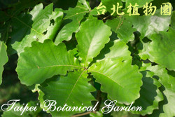 槲樹，葉子的圖片