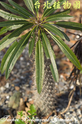 非洲霸王樹，樹的圖片(局部)