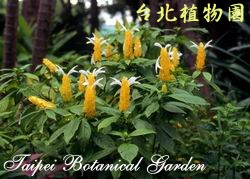 黃蝦花，花朵與葉的圖片