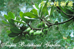 大葉山欖，果實與樹幹的圖片