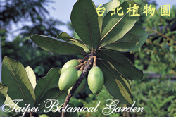 大葉山欖，果實的圖片