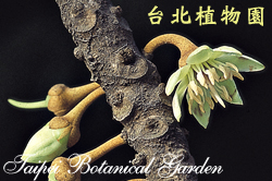 大葉山欖，花朵的圖片