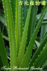 林投，葉的圖片