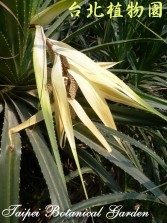 林投，花朵的圖片