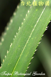 禾葉露兜樹，葉子的圖片