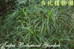 禾葉露兜樹，葉子的圖片