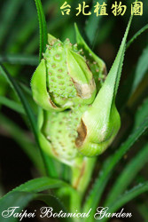 禾葉露兜樹，果實的圖片