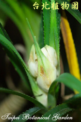 禾葉露兜樹，花朵的圖片