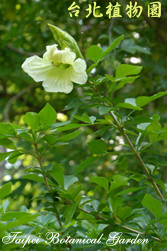 食用蠟燭木，花朵的圖片