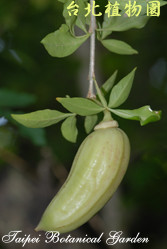 食用蠟燭木，花朵的圖片