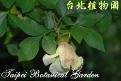 食用蠟燭木，花朵的圖片