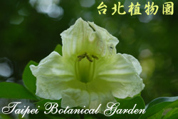 食用蠟燭木，花朵的圖片