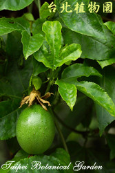 百香果，果實的圖片