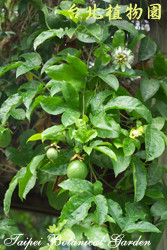 百香果，果實的圖片