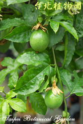 百香果，果實的圖片