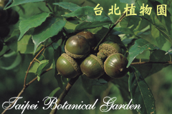 油葉石櫟，果實的圖片