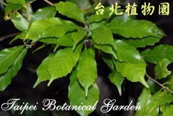 油葉石櫟，葉子的圖片