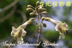 泡桐，花朵的圖片