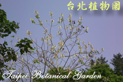 泡桐，樹的圖片