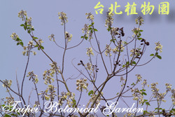 泡桐，樹的圖片